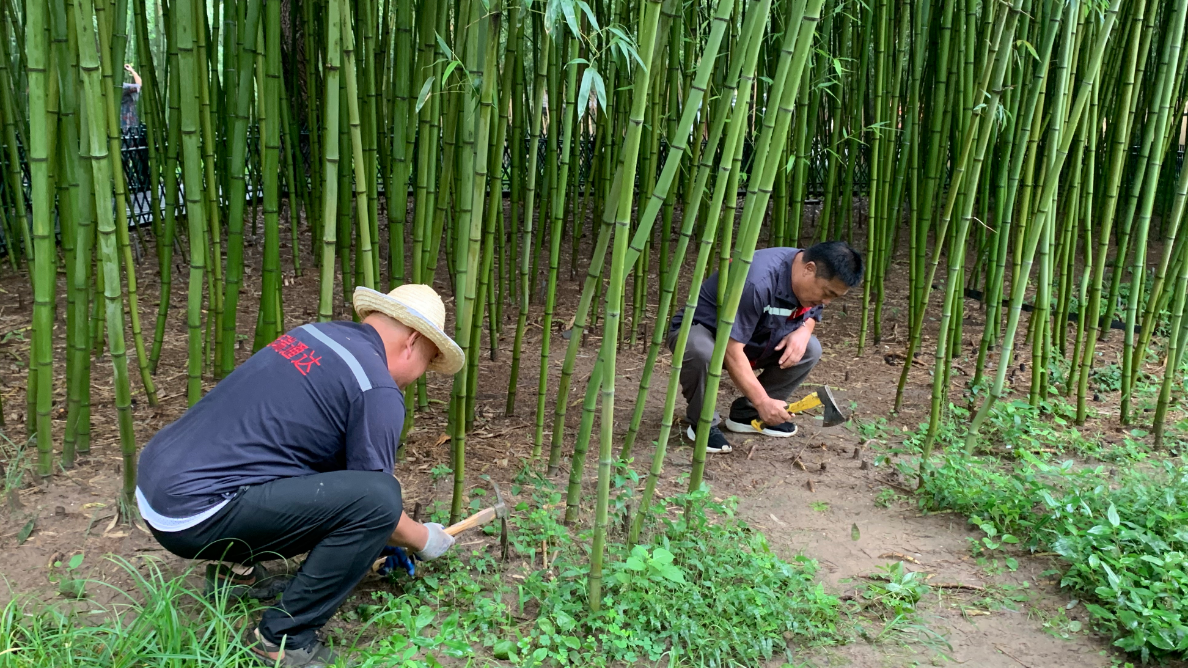 北京市属公园全面开展蚊虫防制！已清理卫生死角200余处