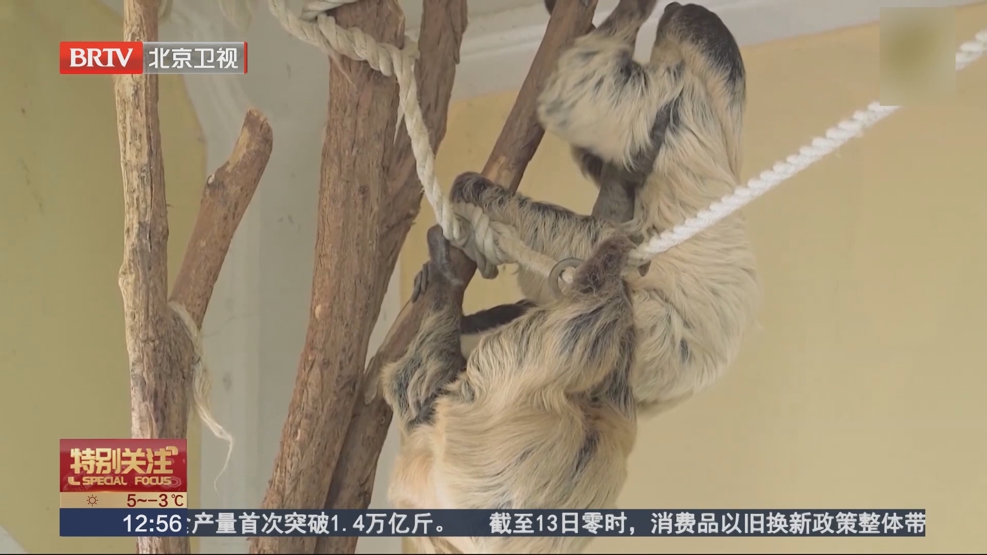 维也纳美泉宫动物园迎来二趾树懒宝宝