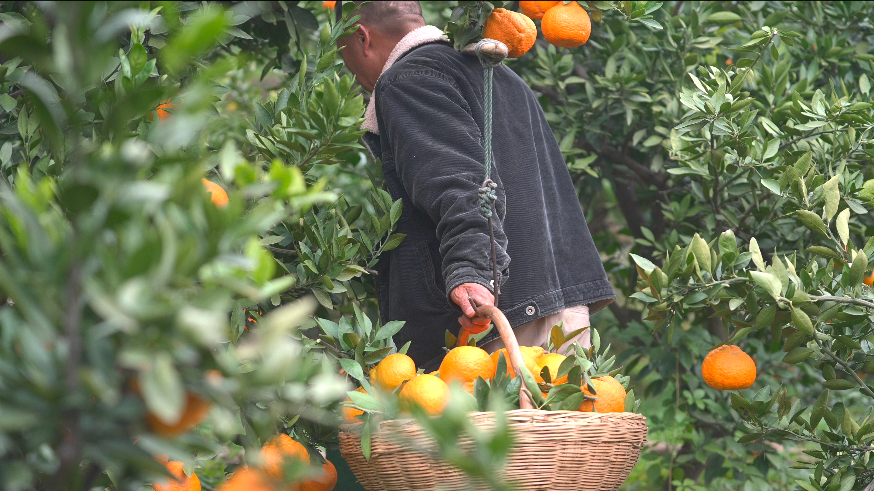 “桔”缘千里：一颗蜜桔的北上新生
