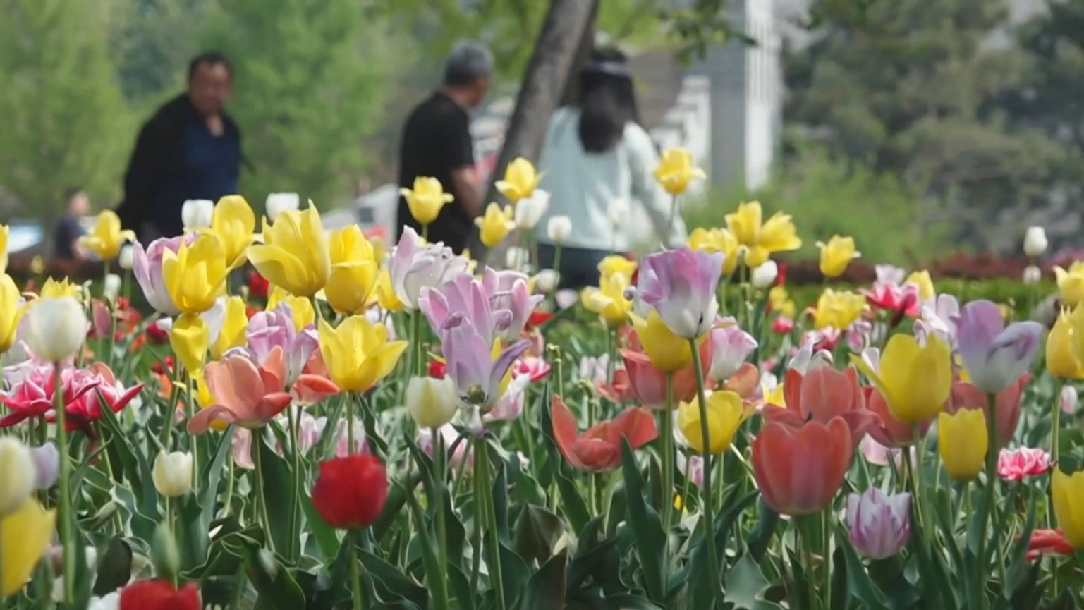 北京国际鲜花港上新“五一”花海
