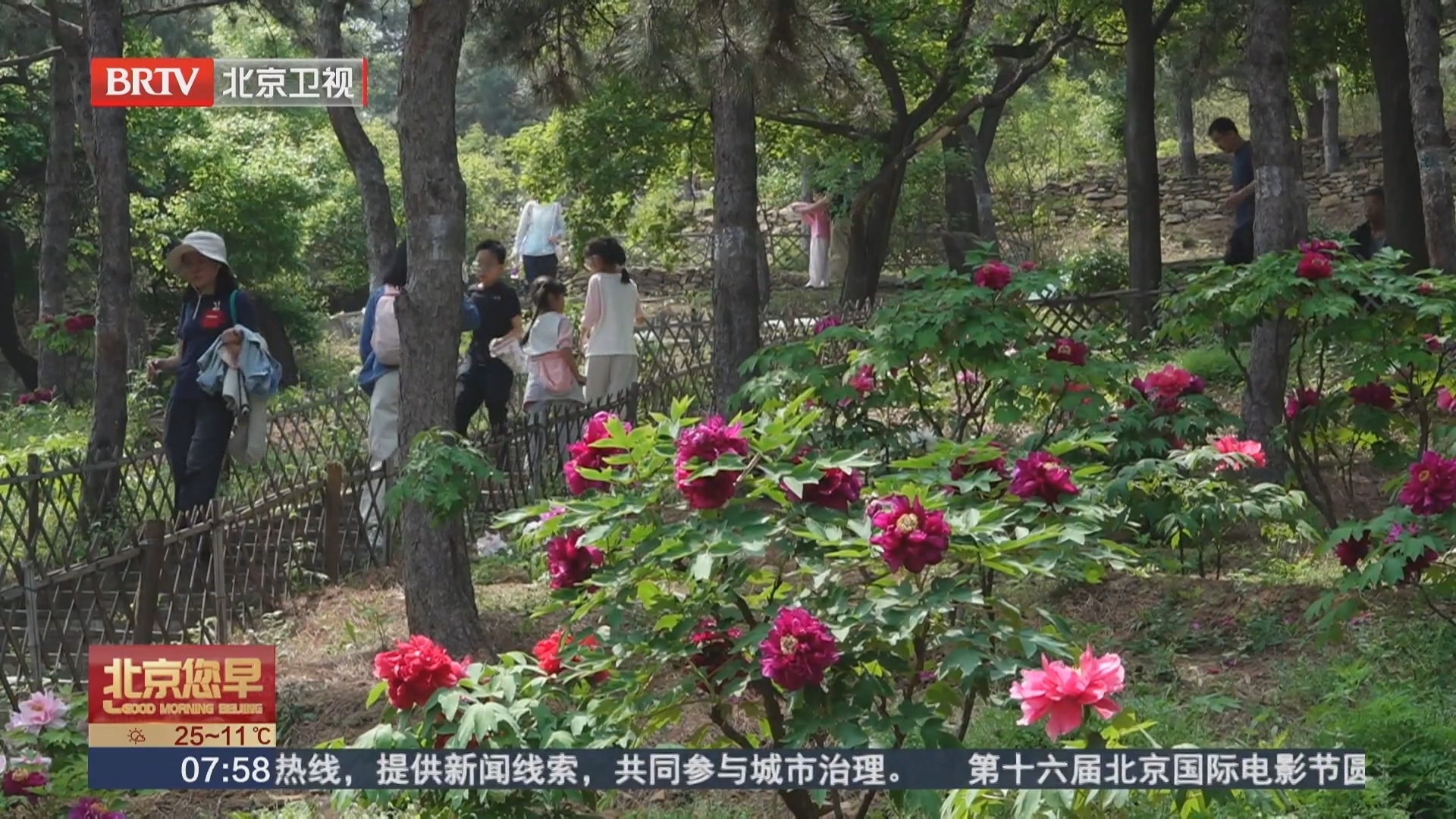 京城四月赏花正当时 西山牡丹以“野趣”演绎国色天香