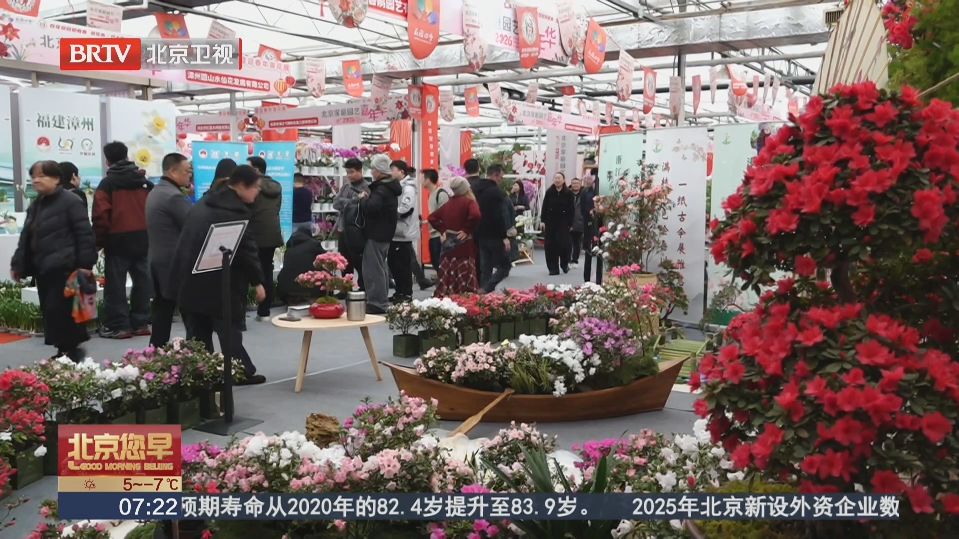八省市名花扮靓花市 “千里马”年宵花格外吸睛