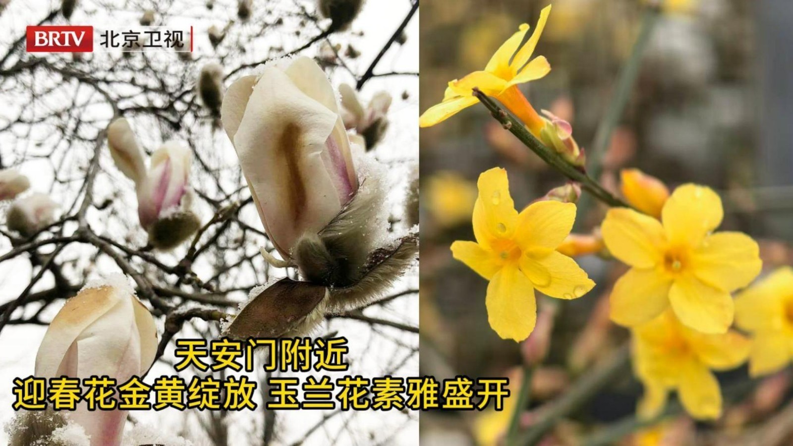 北京双花雪中绽放逢盛会
