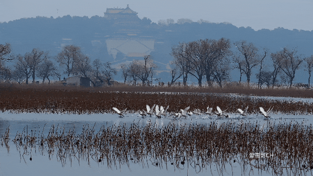 白天鹅“空降”颐和园，与佛香阁同框，网友：中式意境拉满！