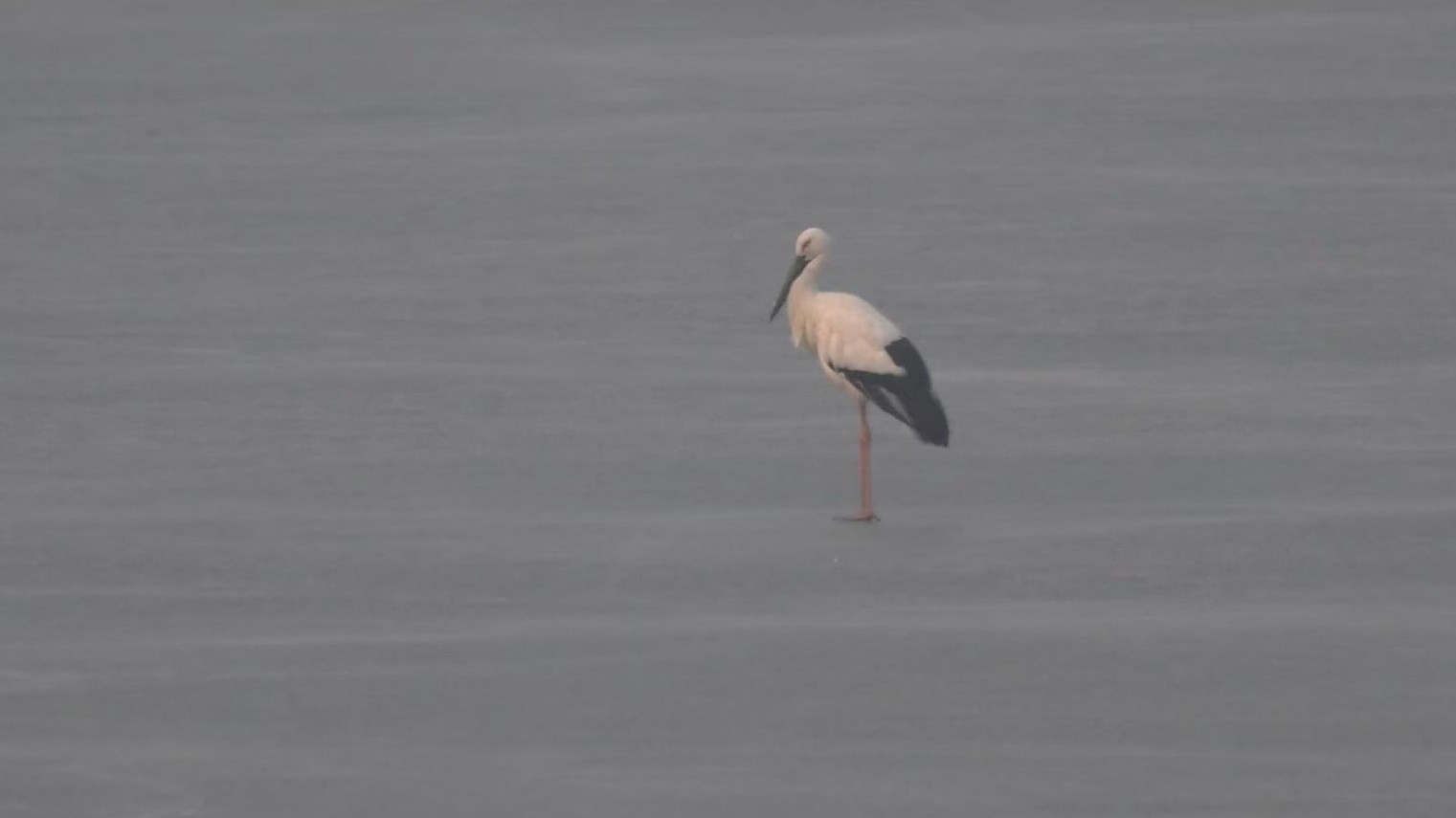 “鸟界大熊猫”东方白鹳现身大宁调蓄水库