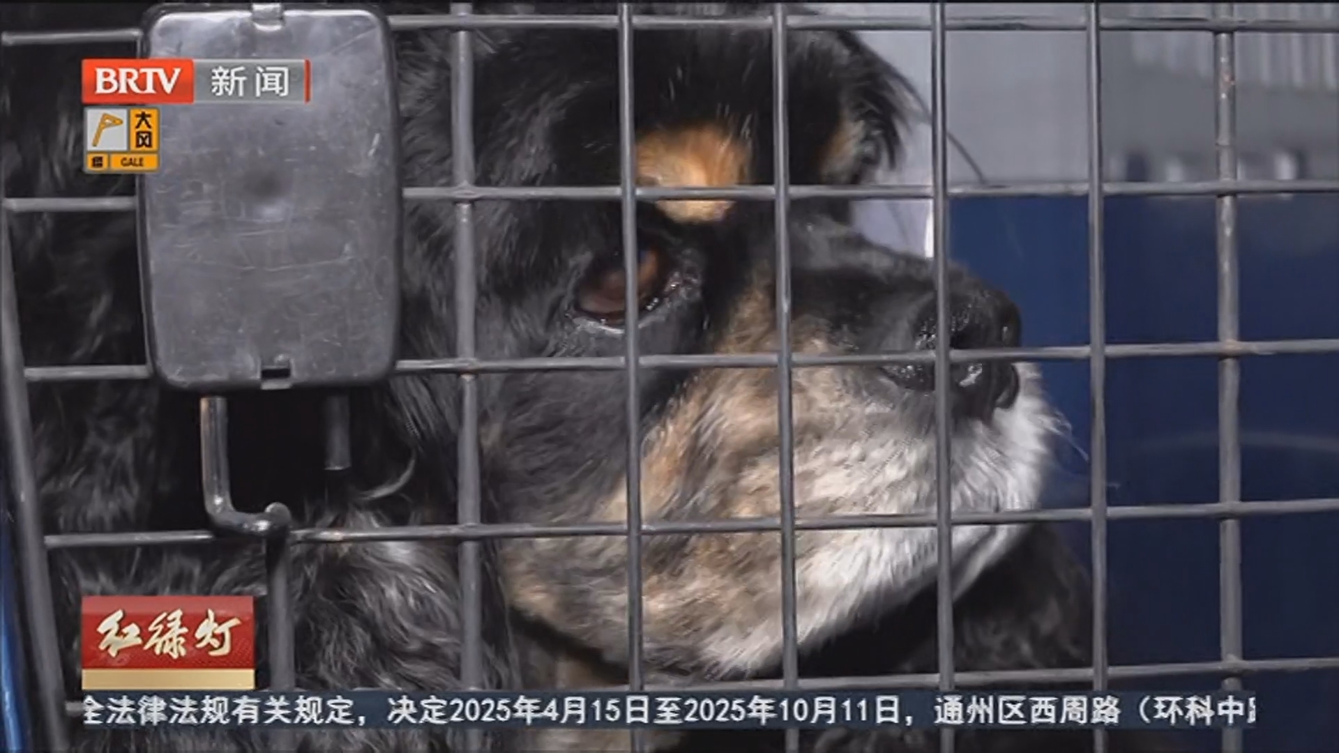 京沪高铁试点宠物托运 萌宠与主人同车启程