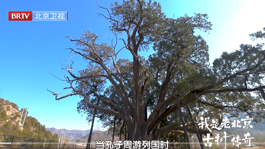 北京古树长寿的奥秘 北京四万棵古树一半是侧柏