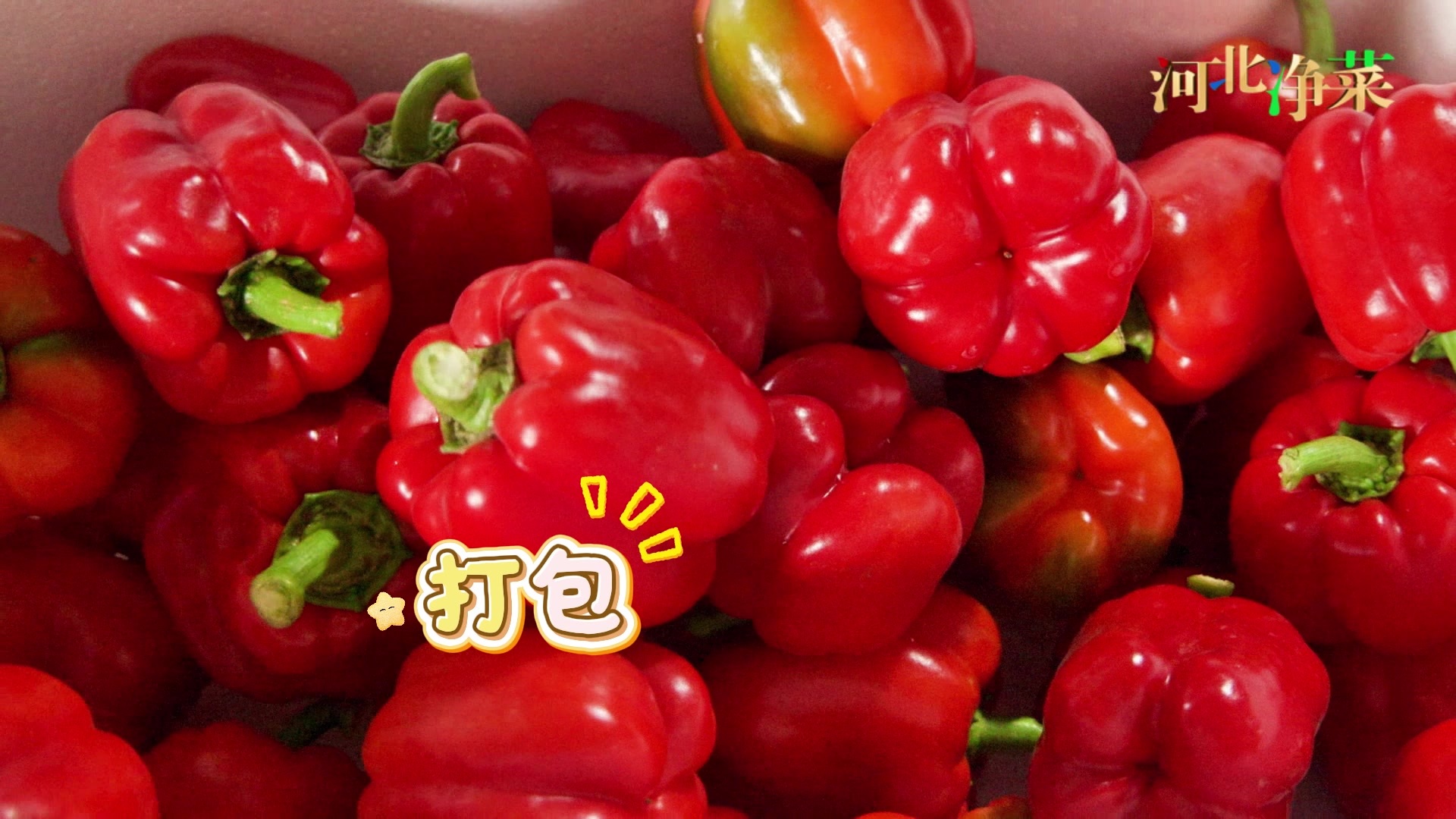 崇礼彩椒，新的“减肥搭子”？早知道周末来河北能瘦，我早来了！