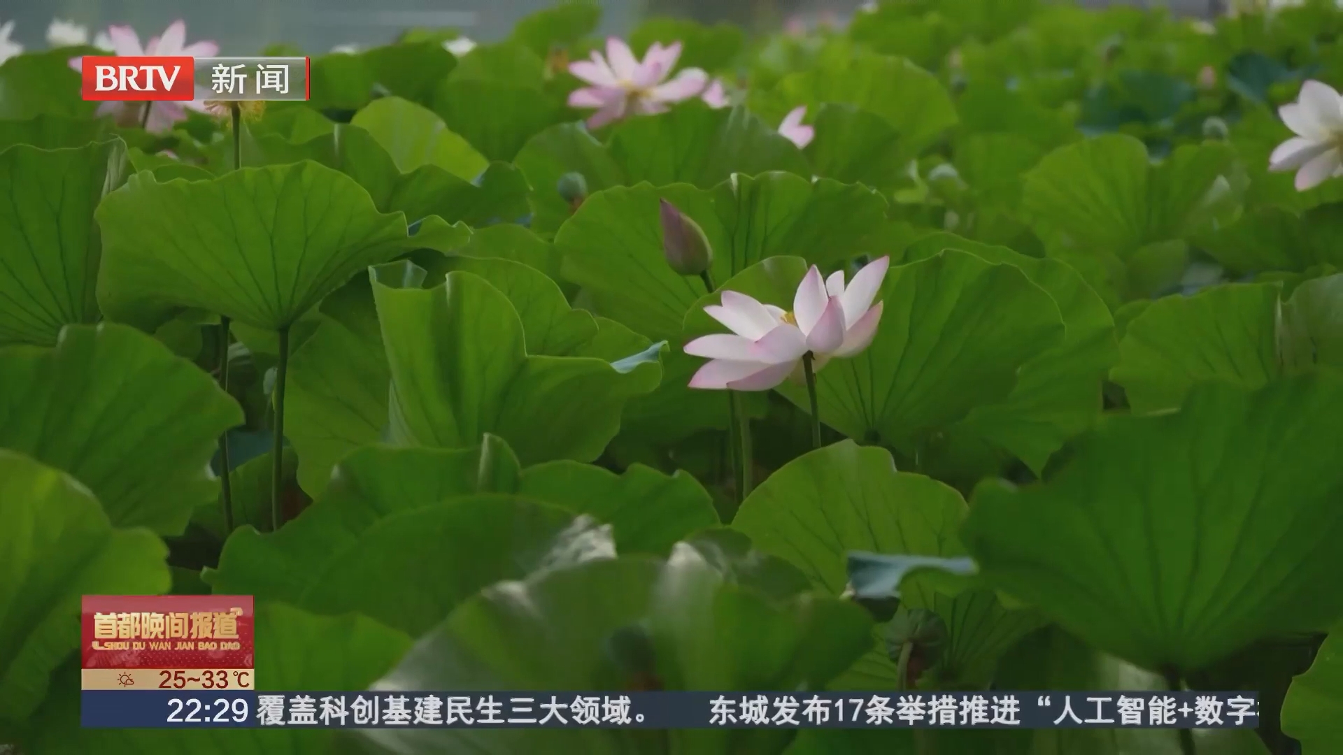 美不胜收！莲花池公园荷花盛放