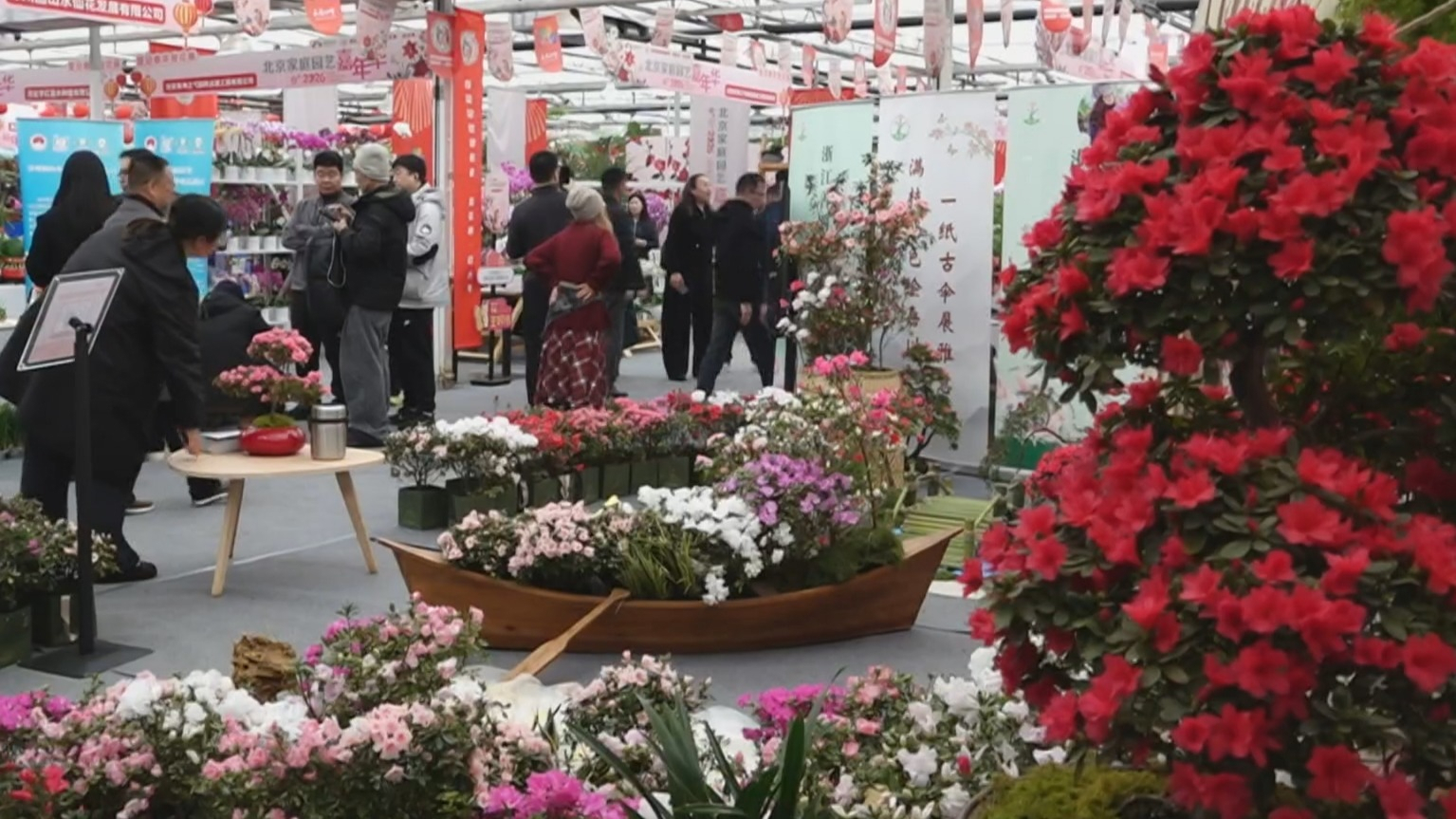 北京启动迎春年宵花展 八省市年宵名花进京