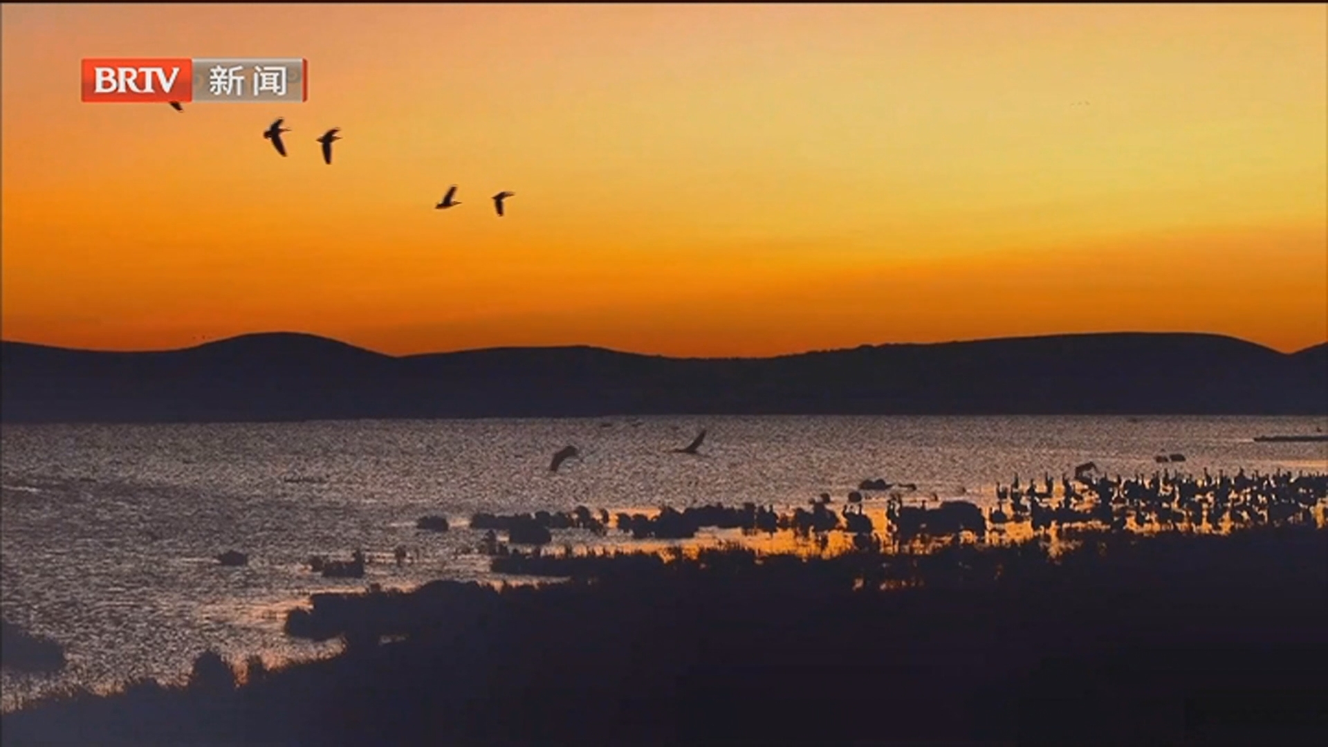 黑颈鹤翩翩起舞