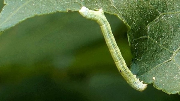 北京今年“吊死鬼”会更多吗?园林部门:和往年差不多 北京今年“吊死鬼”会更多吗?园林部门:和往年差不多