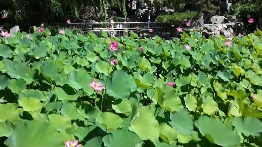 这里荷花正好 石景山雕塑公园的荷花竞相开放 这里荷花正好 石景山雕塑公园的荷花竞相开放