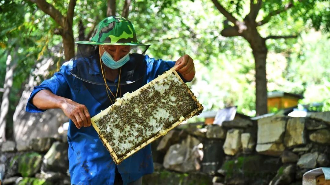 房山深山中已经实现科技养蜂？