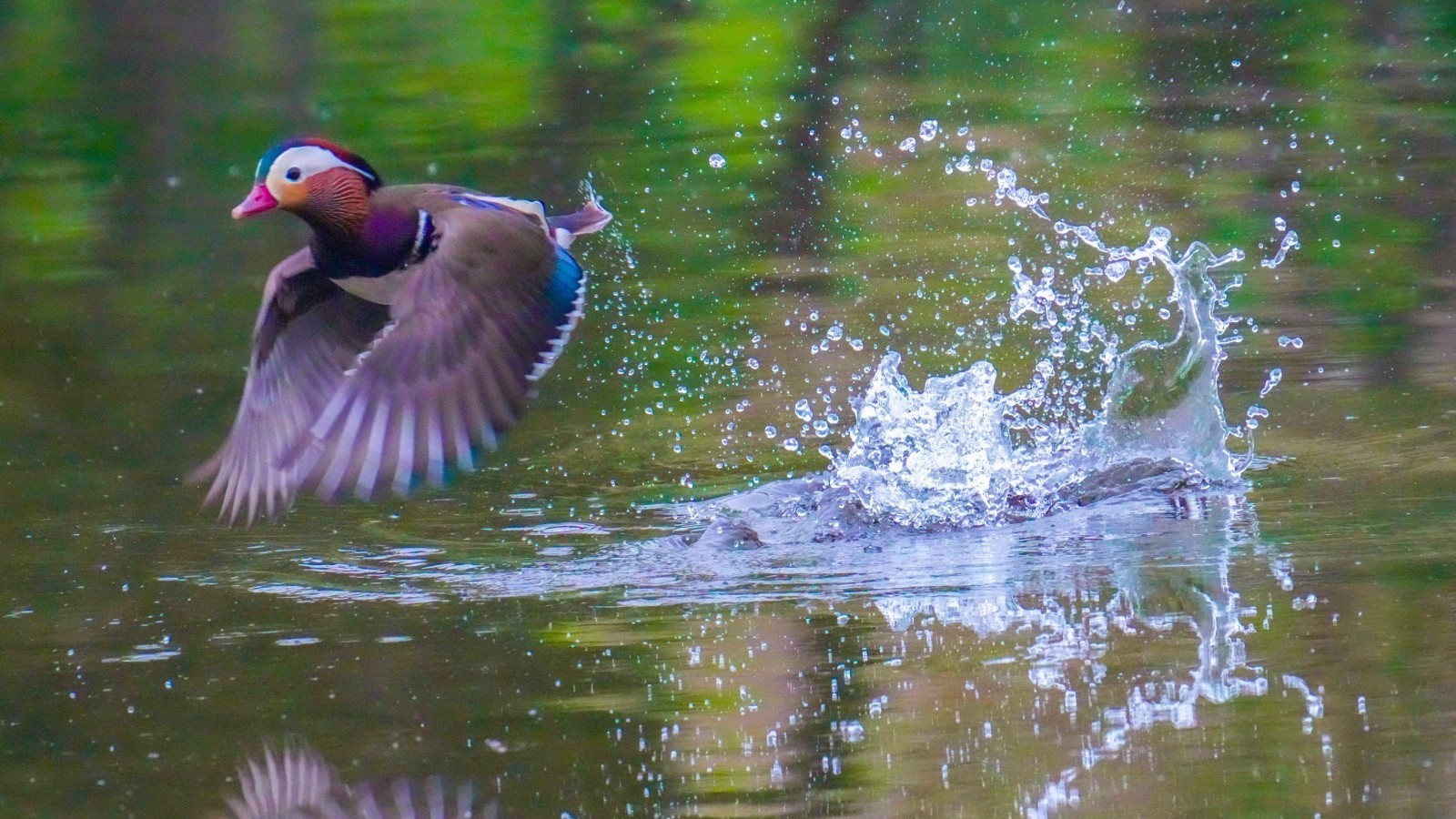 首次！《北京的生物多样性保护》白皮书发布