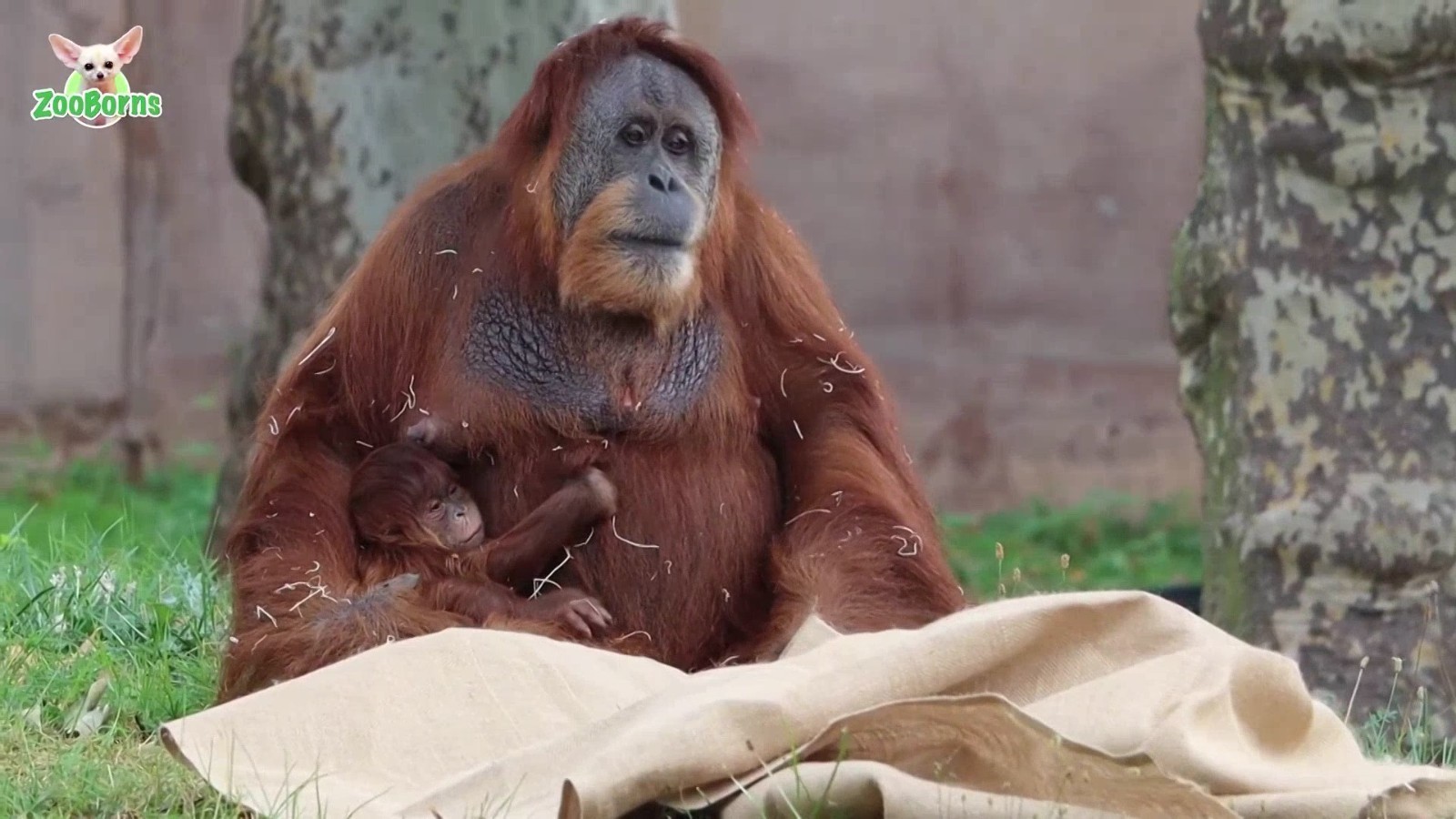 美国费城动物园新生苏门答腊猩猩幼崽首次公开亮相