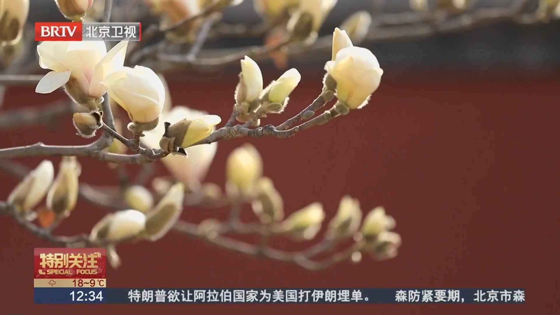 春日正当时 海淀“花”开好