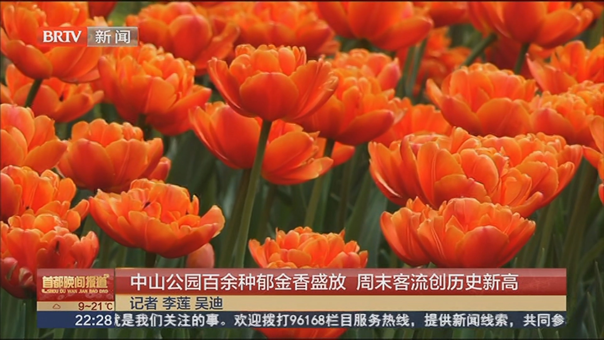 中山公园百余种郁金香盛放 周末客流创历史新高