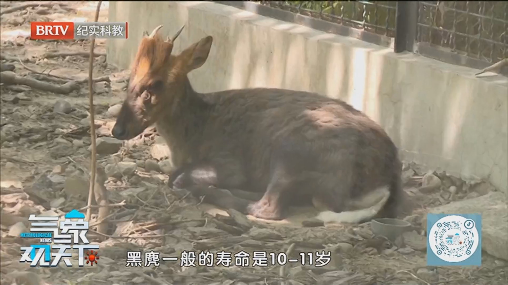 《气象观天下》20260620端午假期去动物园邂逅萌兽