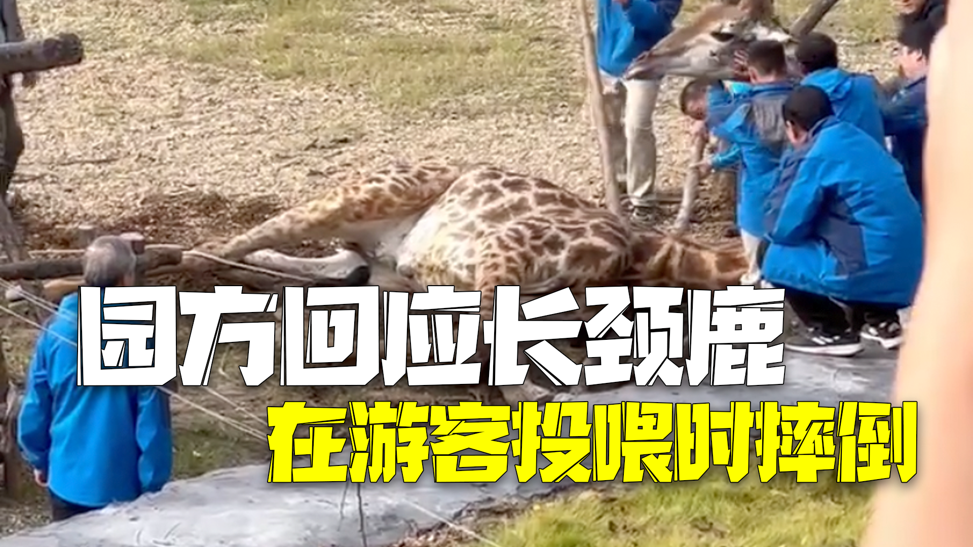 园方回应长颈鹿在游客投喂时摔倒：两只绊一起摔了，正在救治