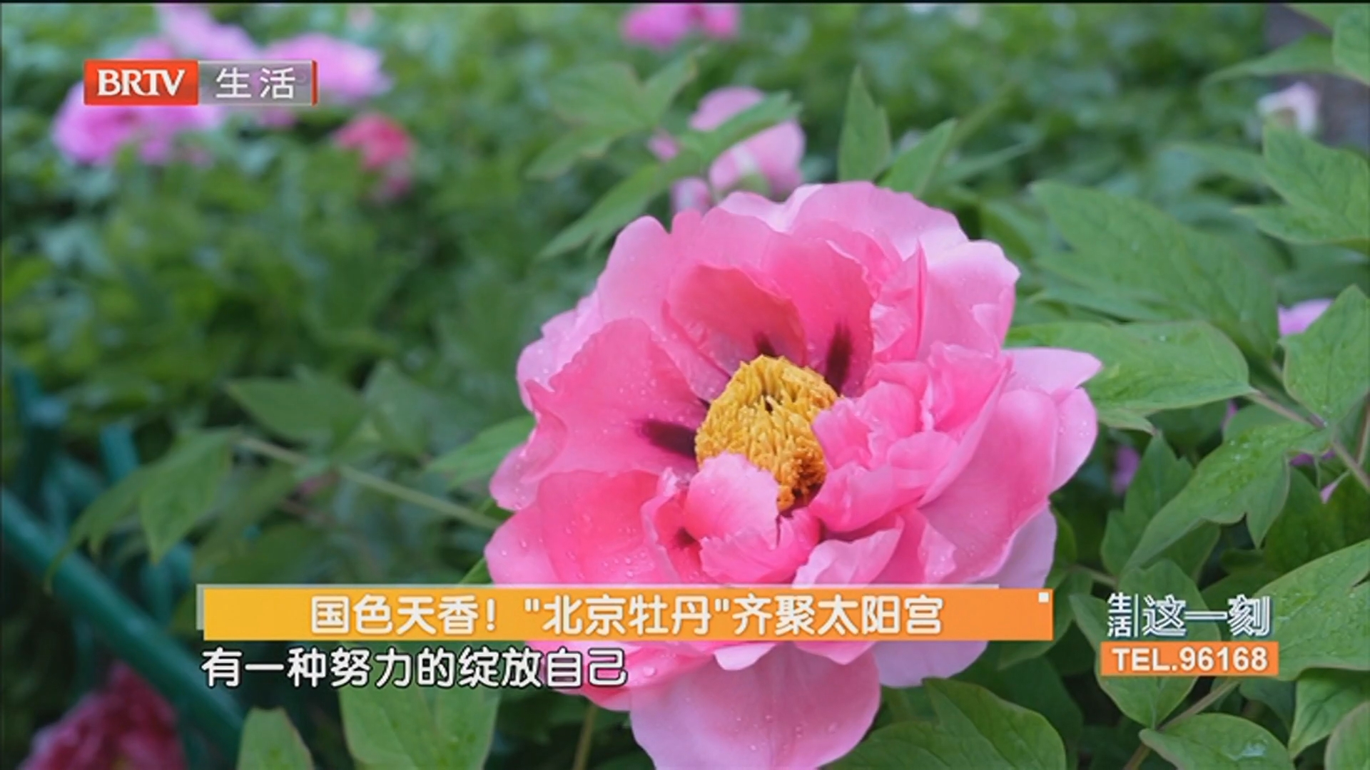 春和景明晴暖在线 谷雨期间气候有何特点 国色天香！“北京牡丹”齐聚太阳宫