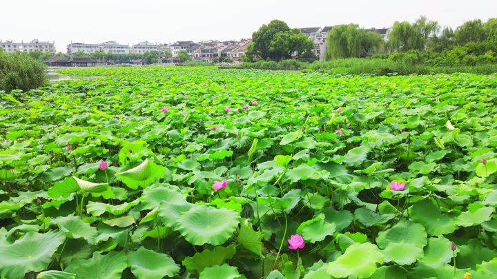 渐入观赏佳期!扬州多地荷花逐渐进入盛开期! 渐入观赏佳期!扬州多地荷花逐渐进入盛开期!