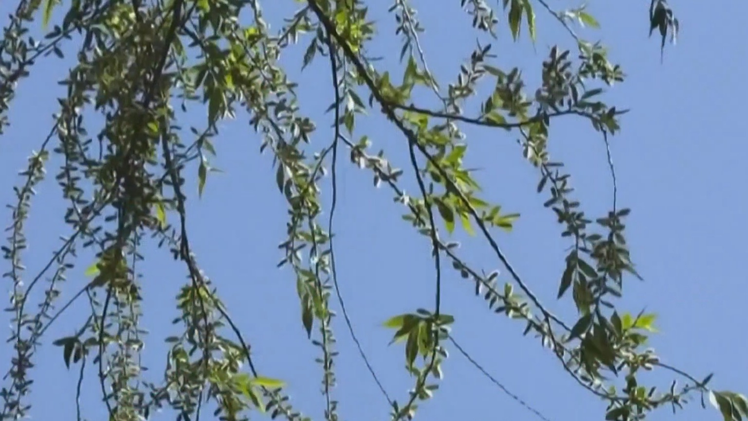 北京第一波杨絮随风结束 4月15日将迎柳絮高发期 北京第一波杨絮随风结束 4月15日将迎柳絮高发期