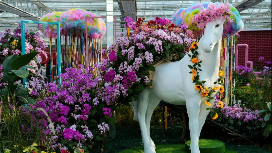 北京兰花文化嘉年华:热度攀升,精彩不断! 北京兰花文化嘉年华:热度攀升,精彩不断!