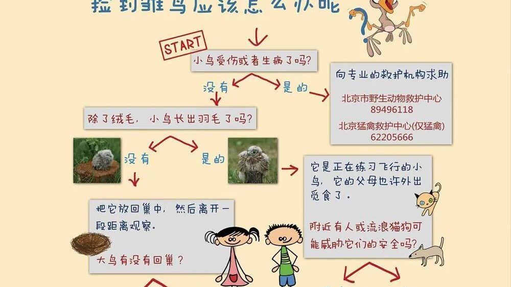 雏鸟落巢别乱救！科学守护飞羽精灵