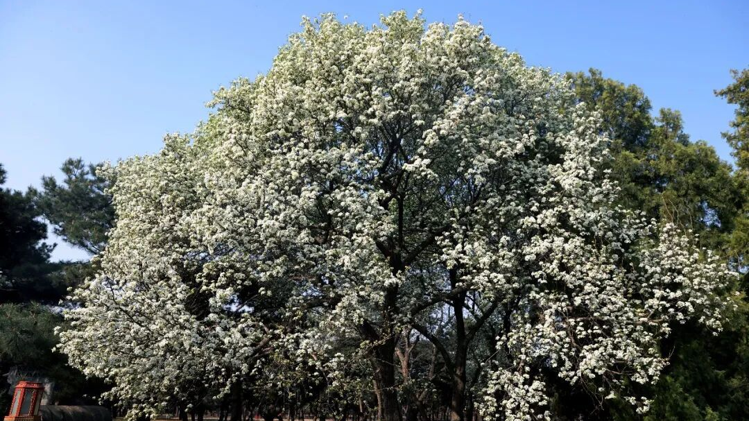 天坛、智化寺的绝美梨花,能结出梨吗? 天坛、智化寺的绝美梨花,能结出梨吗?