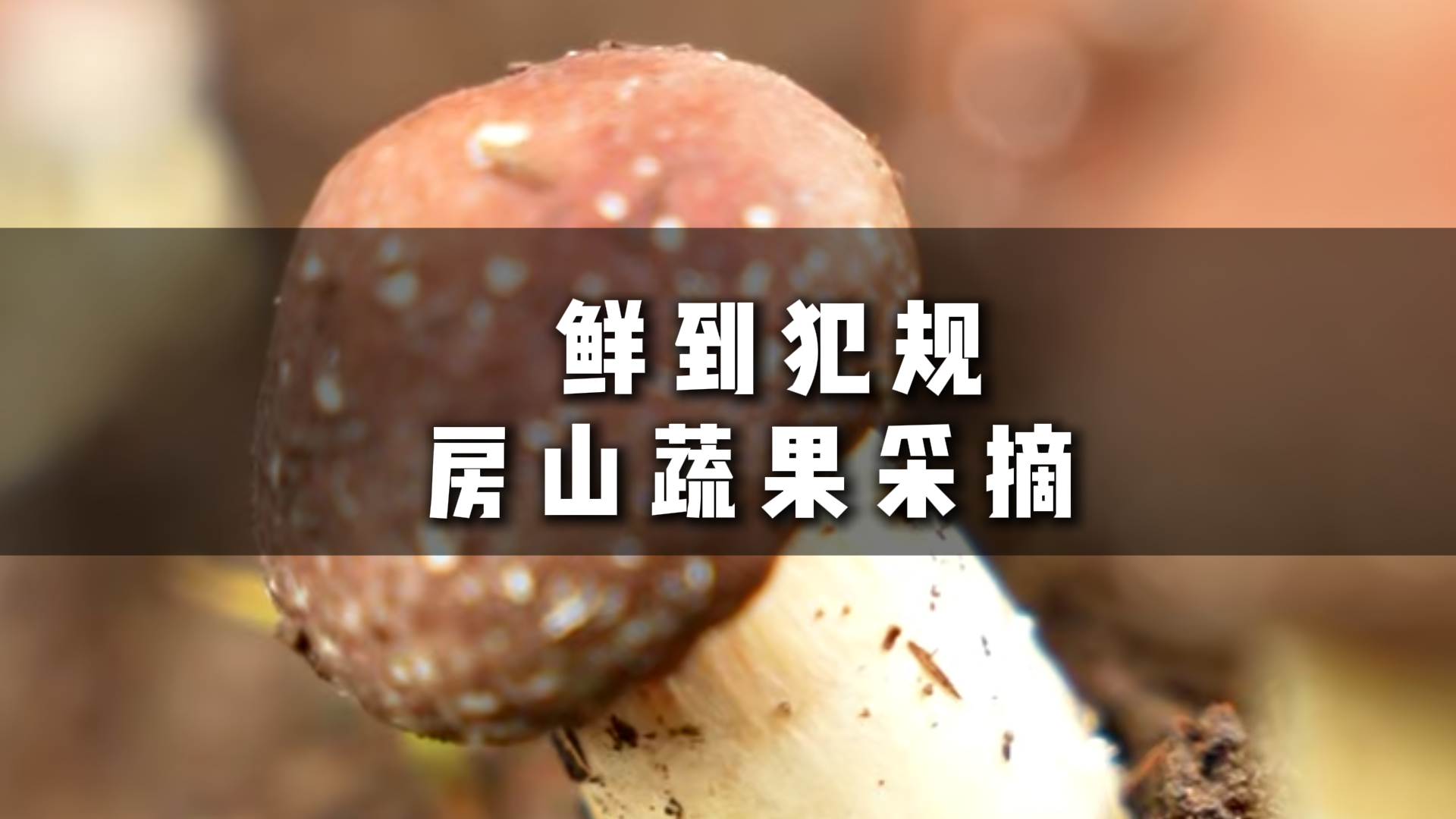 宝~房山春季蔬果已成熟,沙瓤番茄、鲜脆黄瓜、菌菇……就等你来摘 宝~房山春季蔬果已成熟,沙瓤番茄、鲜脆黄瓜、菌菇……就等你来摘