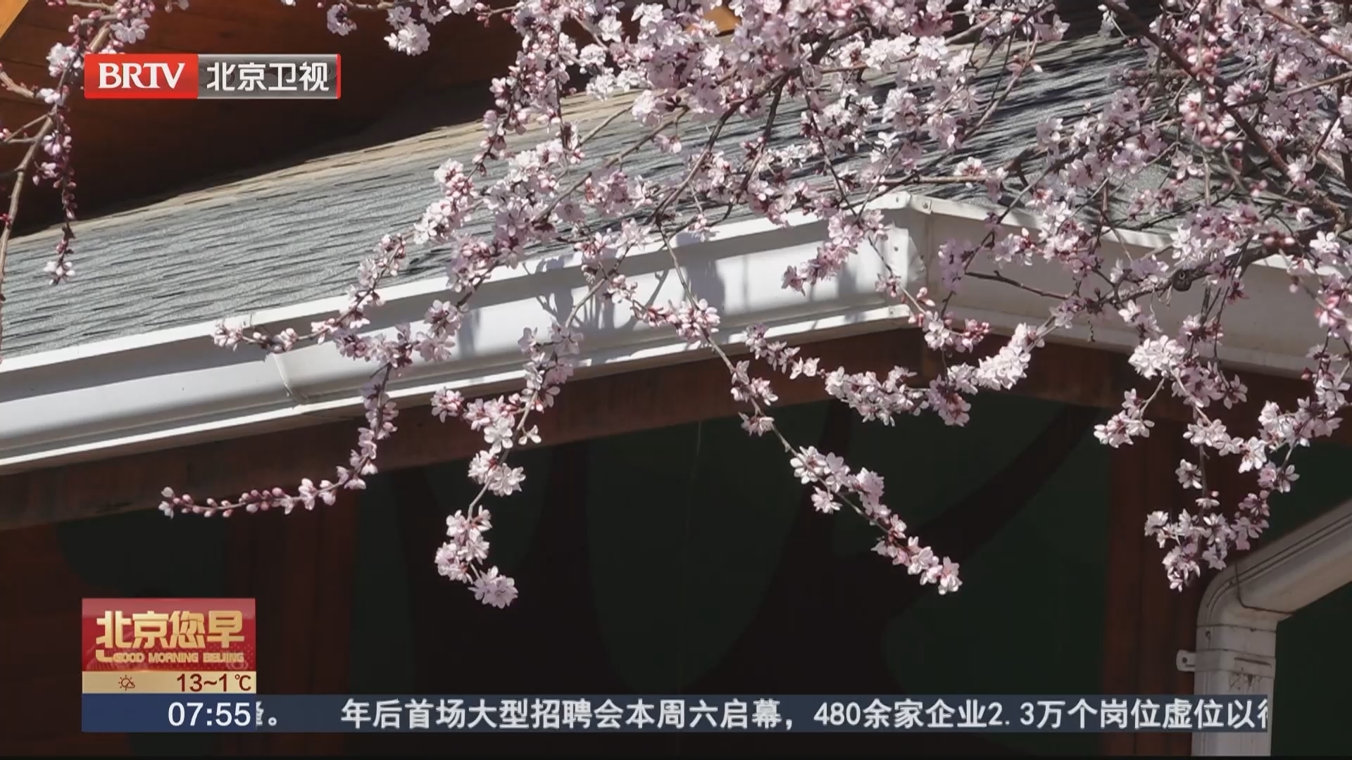 陶然亭报春山桃盛放