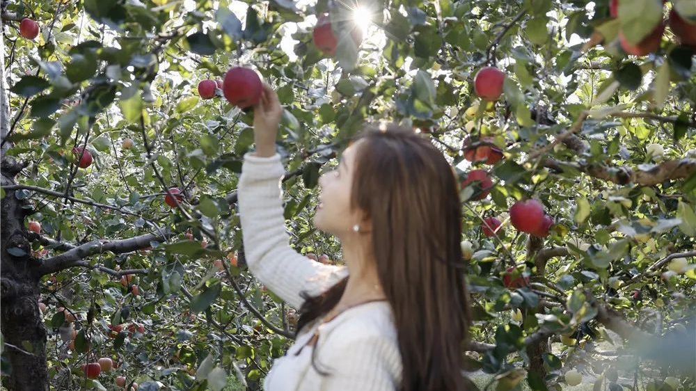 超出片!来昌平做个“苹果公主” 超出片!来昌平做个“苹果公主”