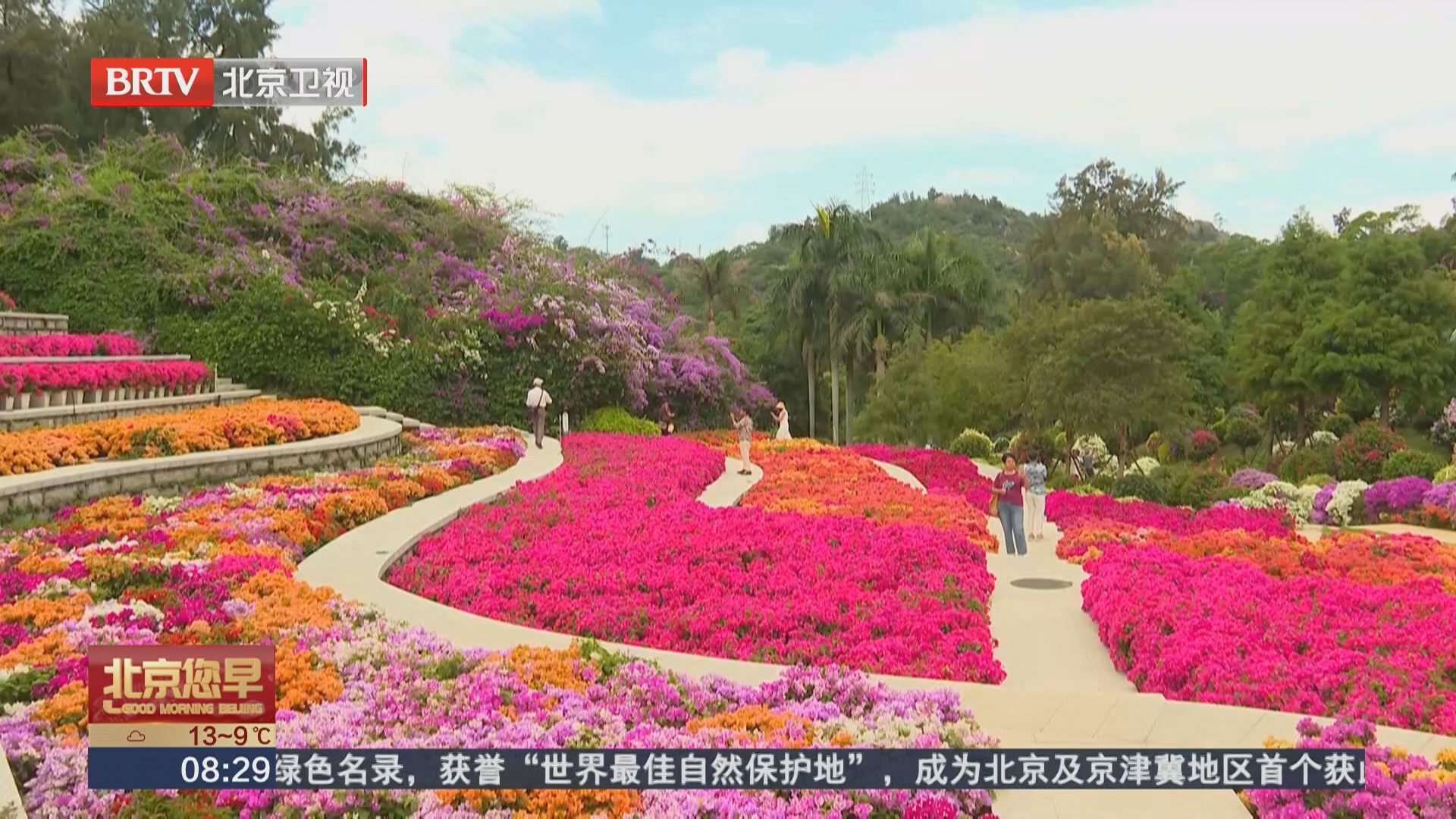 福建厦门 花海盛宴 园林植物园三角梅迎最佳观赏期