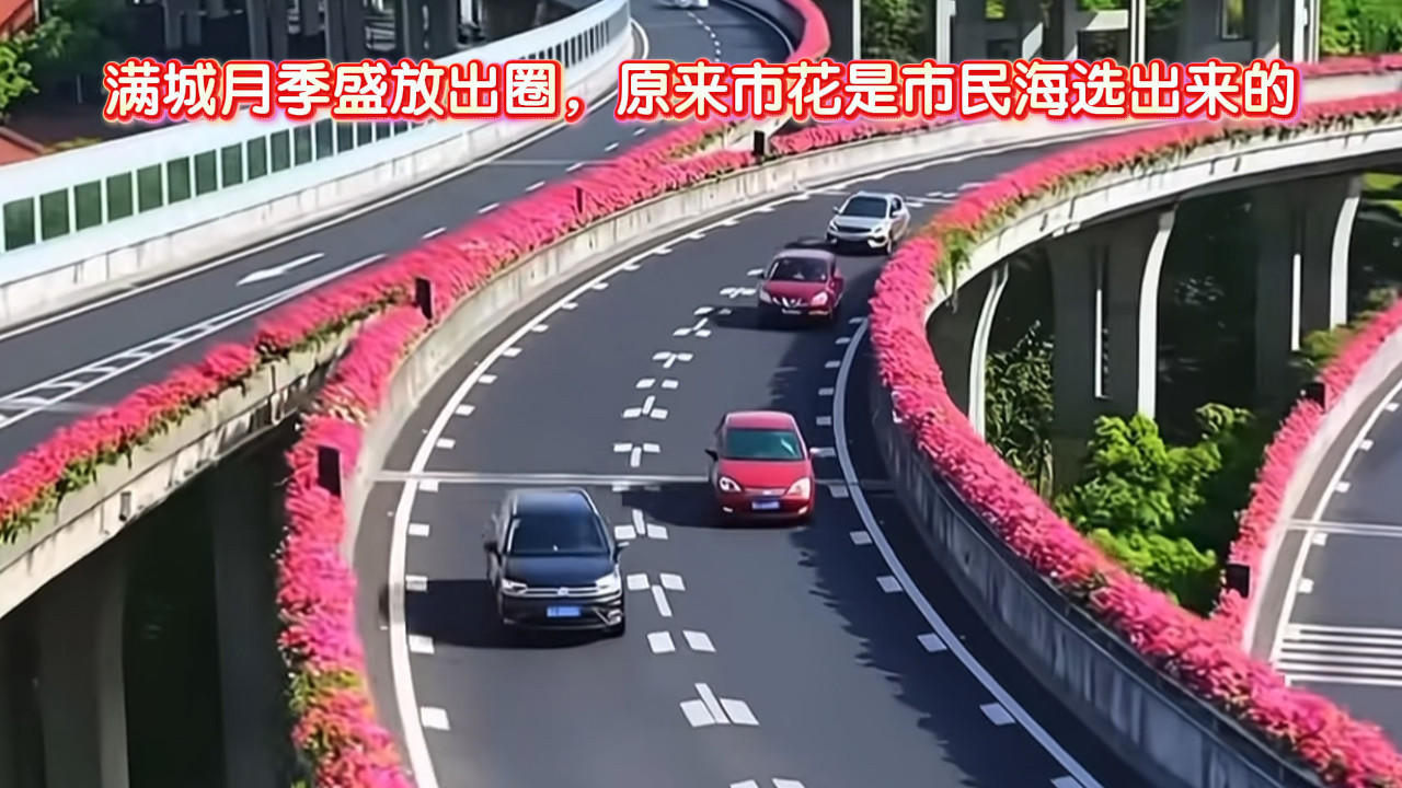 满城月季盛放出圈，原来市花是市民海选出来的