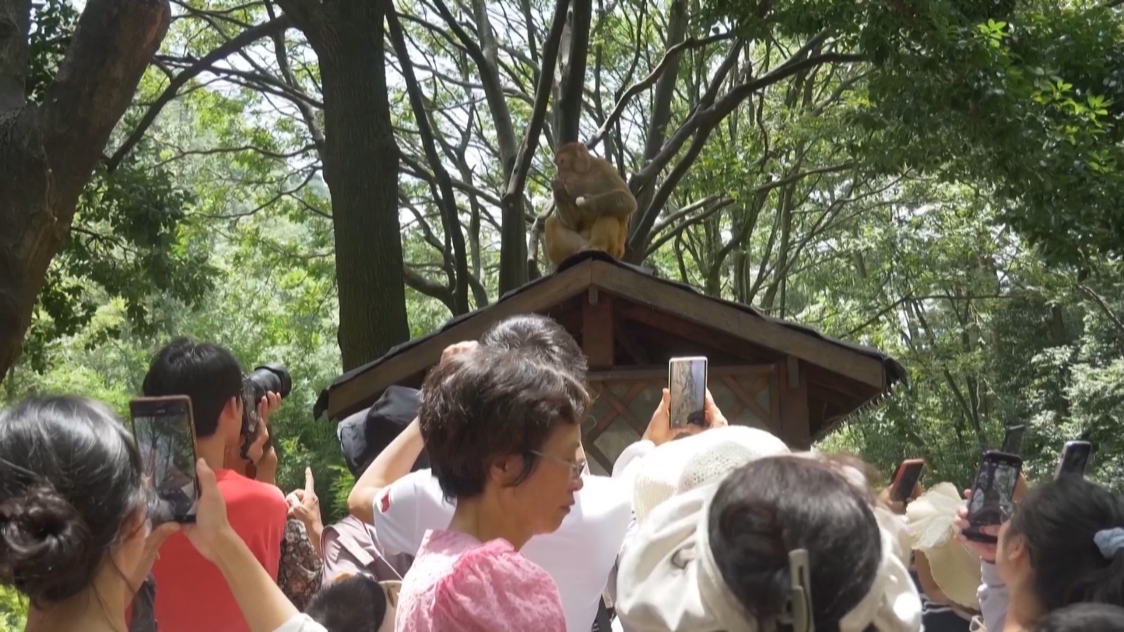 黔灵猕猴火爆出圈 ！但要安全文明观赏哦