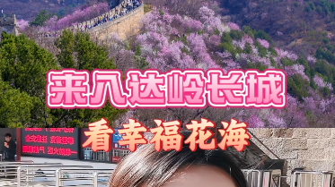 来八达岭长城，看幸福花海！