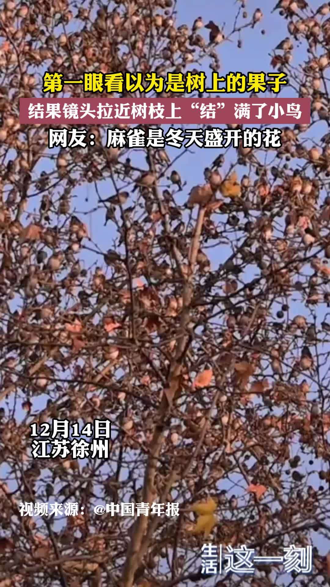 第一眼看以为是树上的果子 结果镜头拉近树枝上“结”满了小鸟_北京时间