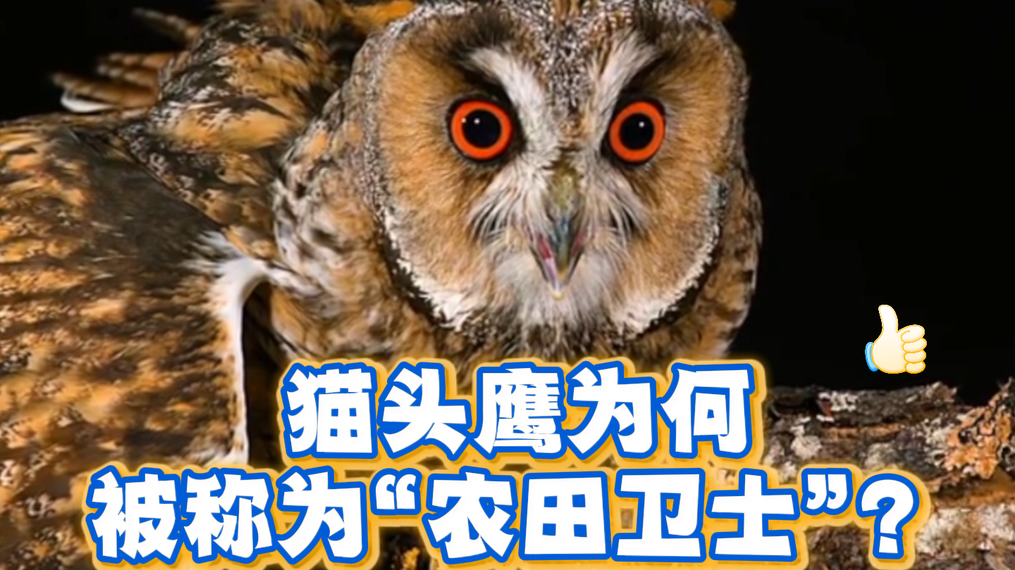 猫头鹰为何被称为“农田卫士”? 猫头鹰为何被称为“农田卫士”?