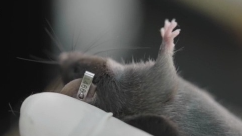 300只中选拔4只，想当“太空小鼠”也要“过五关斩六将”