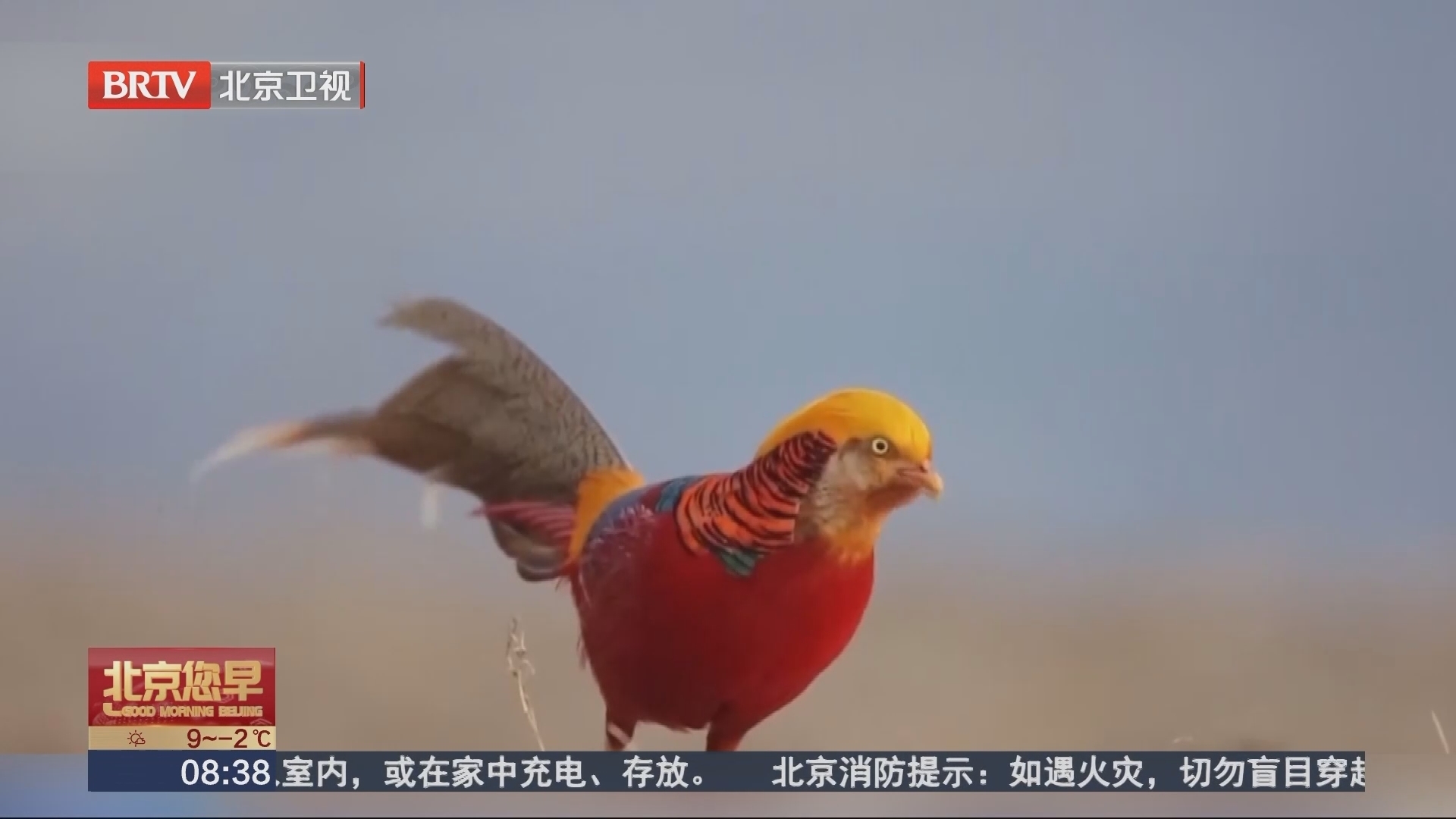 山西侯马 摄影爱好者在紫金山拍摄到红腹锦鸡