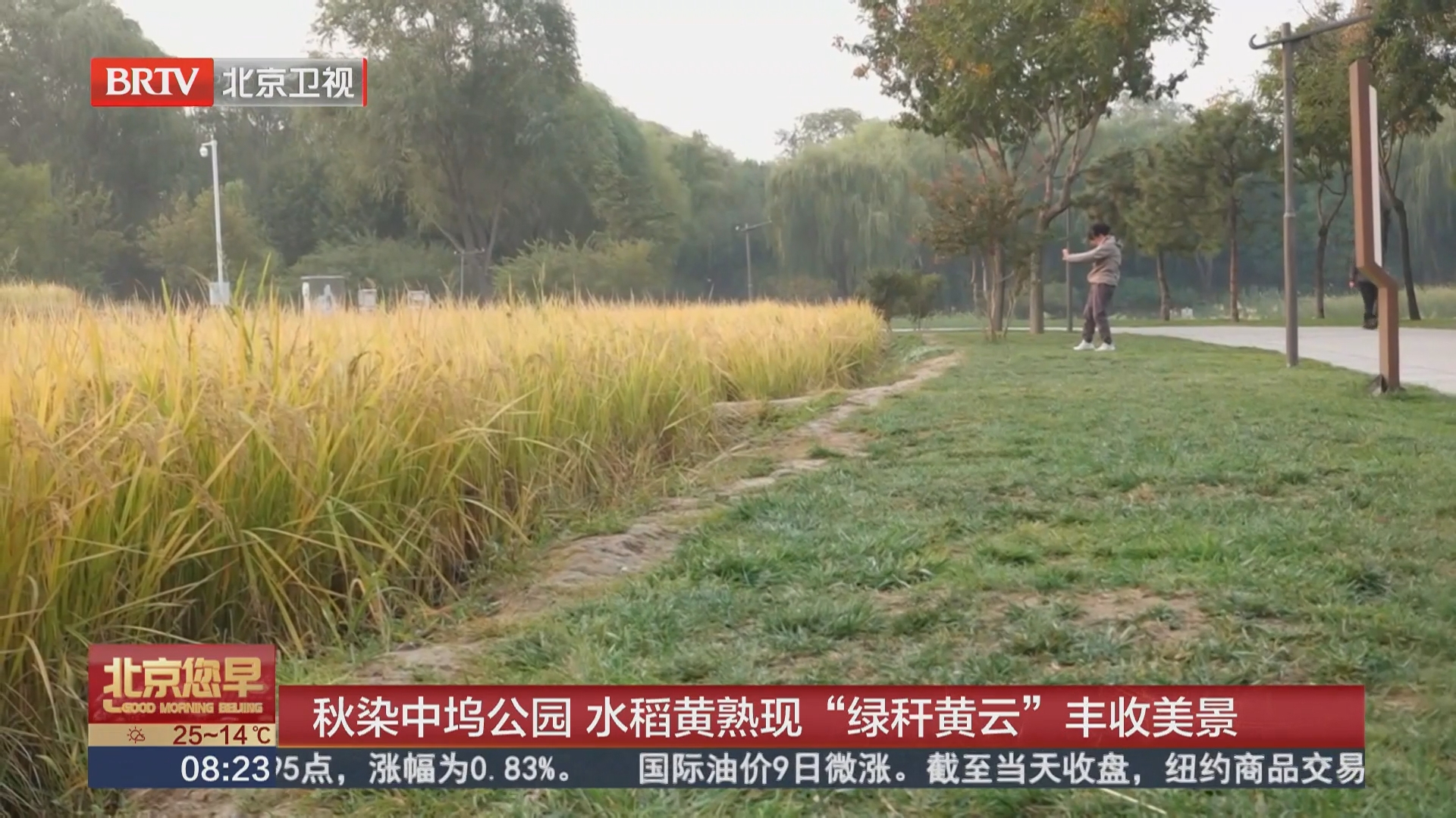 秋染中坞公园 水稻黄熟现“绿秆黄云”丰收美景