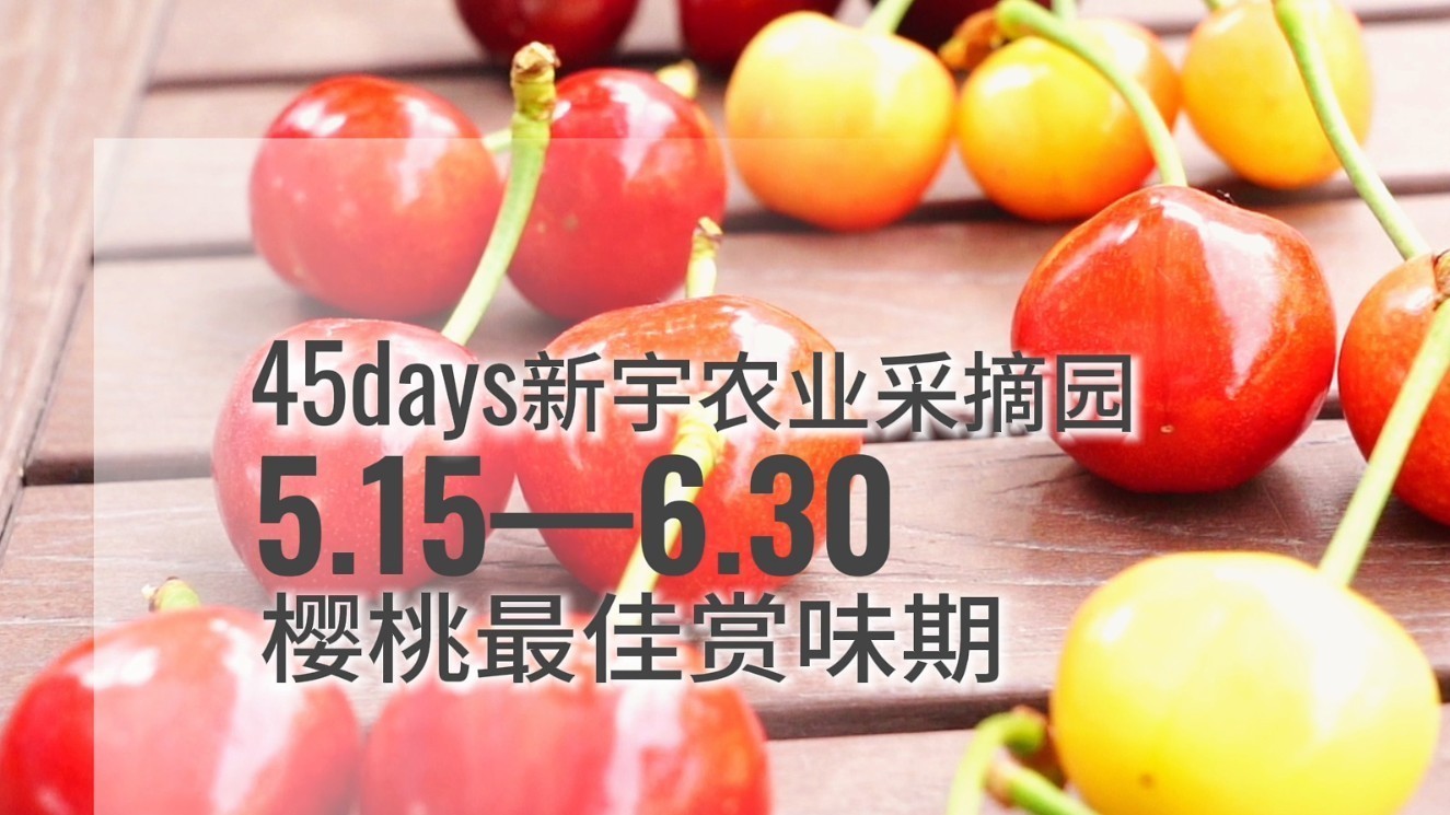 【京·花果蜜】把樱桃季拉长到45天！这场与时间的“甜蜜接力”是如何做到的？