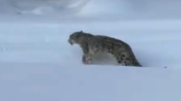 咬伤游客雪豹又咬死35只羊,该雪豹冬季野外独立生存能力较弱被救助。 咬伤游客雪豹又咬死35只羊,该雪豹冬季野外独立生存能力较弱被救助。