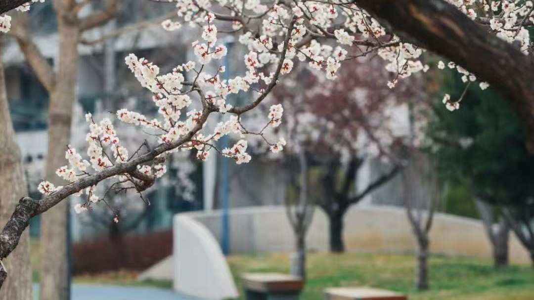北京今天晴间多云 阵风六七级 最高气温22℃ 大风蓝色预警中 北京今天晴间多云 阵风六七级 最高气温22℃ 大风蓝色预警中
