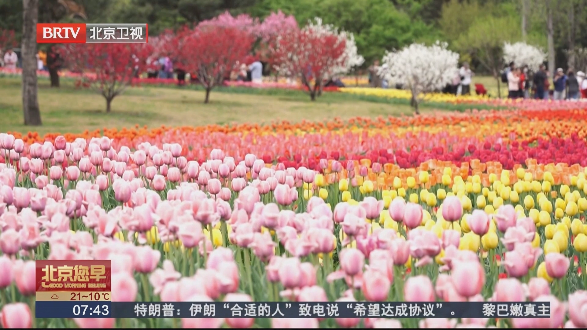 北京进入郁金香观赏季 国家植物园郁金香进入盛花期