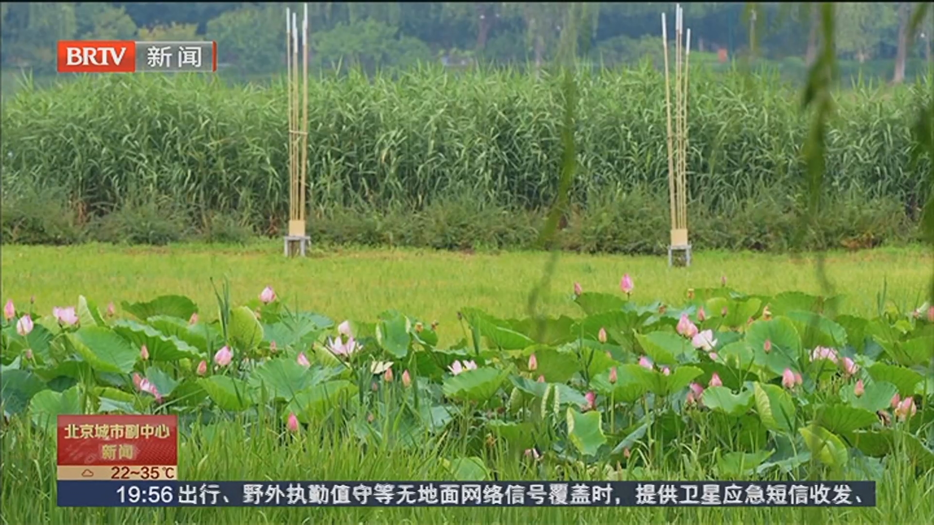 “荷”你相遇！副中心荷花次第绽放 夏日限定浪漫已就位