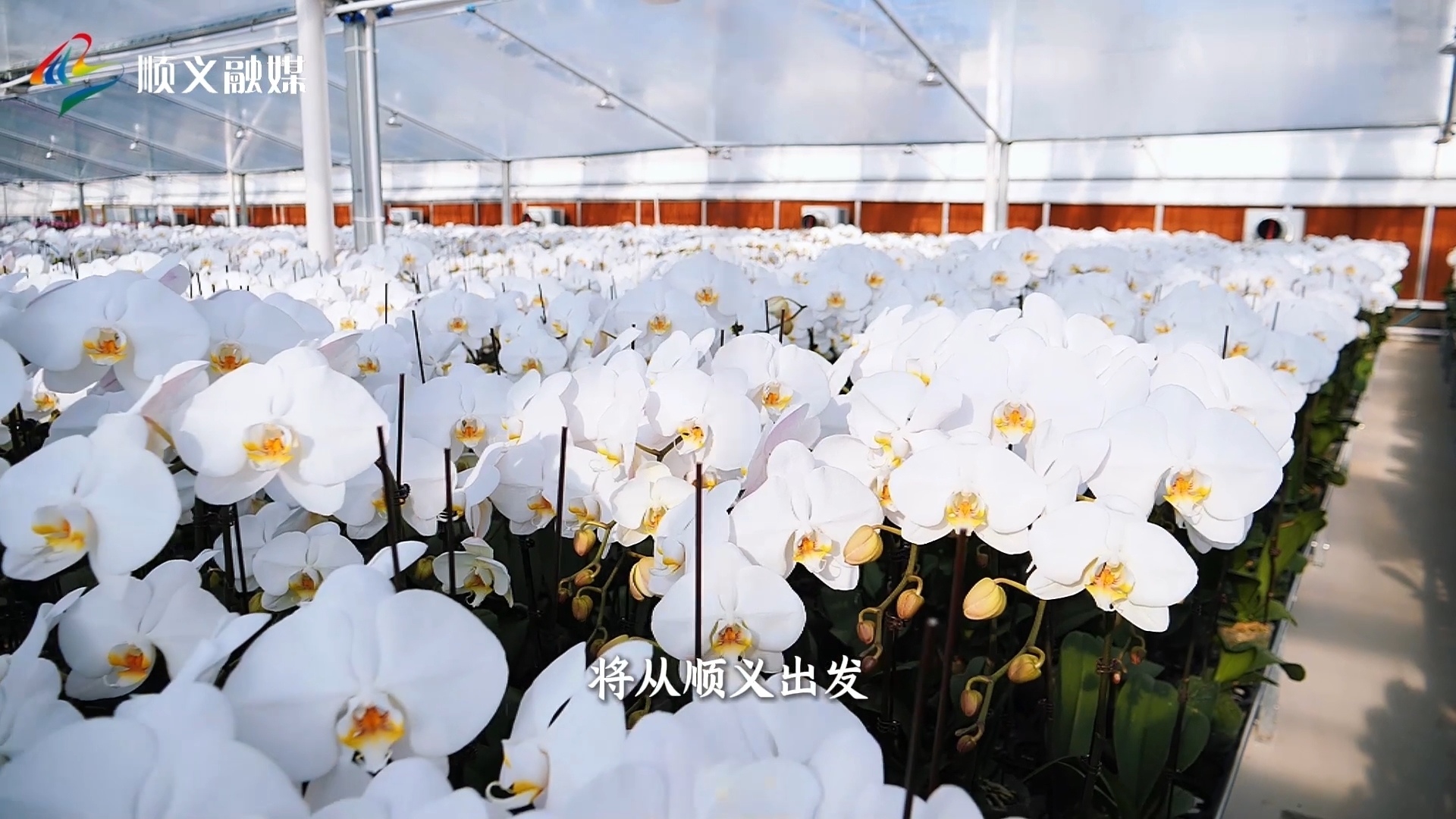 一路生花,顺义融媒主播带您欣赏美丽经济的绽放 一路生花,顺义融媒主播带您欣赏美丽经济的绽放