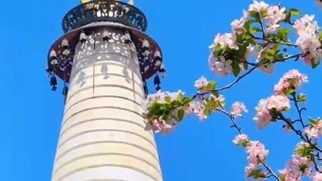 粉嫩嫩的海棠在北海白塔旁盛放，宛如人间仙境