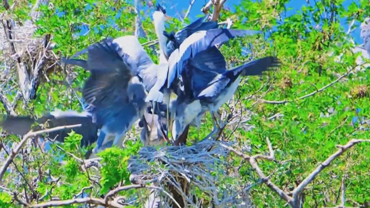 密云水库鸟岛进入繁育高峰